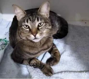 Gato ra a Srd  idade 2 anos nome Raja uma gracinha