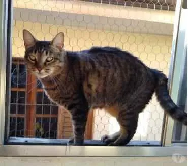 Gato ra a Srd  idade 2 anos nome Raja uma gracinha