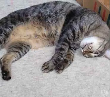 Gato ra a Srd  idade 2 anos nome Raja uma gracinha
