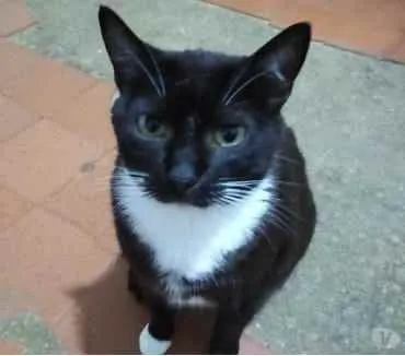 Gato ra a Srd idade 2 anos nome GIGI belíssima