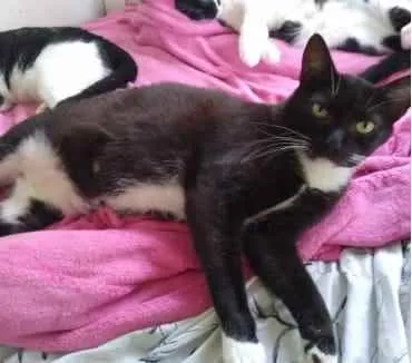 Gato ra a Srd idade 2 anos nome GIGI belíssima