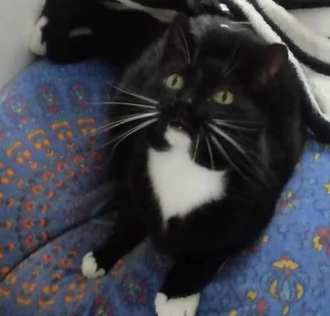 Gato ra a Srd idade 2 anos nome GIGI belíssima