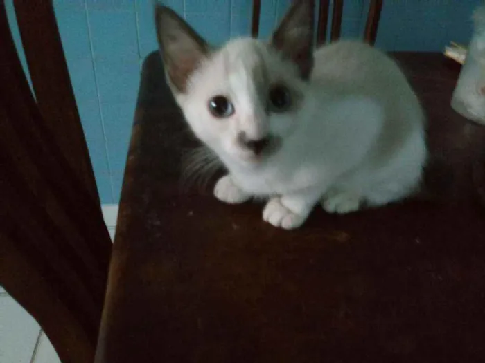 Gato ra a Sialata idade 2 a 6 meses nome Sem nome