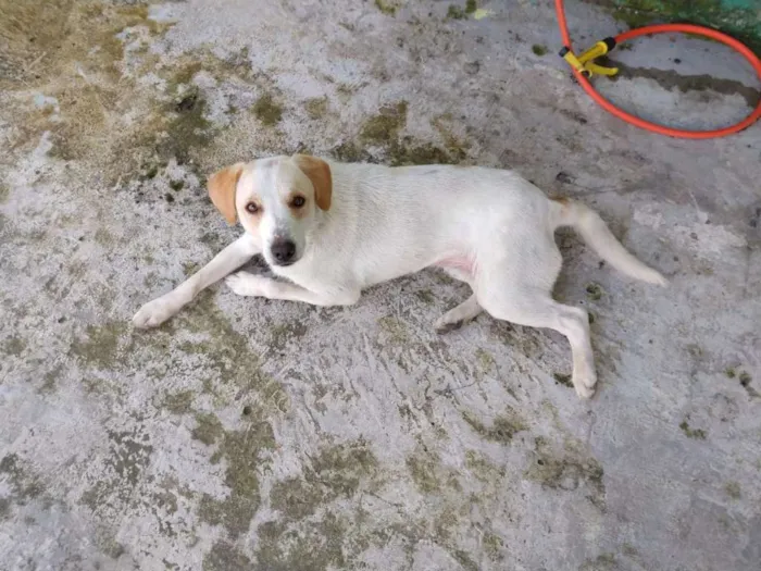 Cachorro ra a vira lata  idade 1 ano nome Branquelo