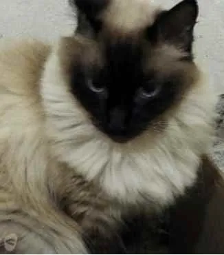 Gato ra a Siamesa  idade 2 anos nome Amanda linda gatinha