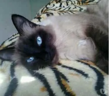 Gato ra a Siamesa  idade 2 anos nome Amanda linda gatinha