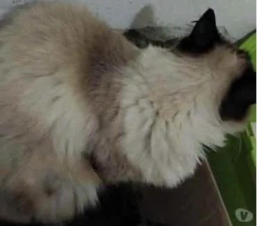 Gato ra a Siamesa  idade 2 anos nome Amanda linda gatinha