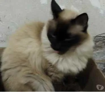 Gato ra a Siamesa  idade 2 anos nome Amanda linda gatinha