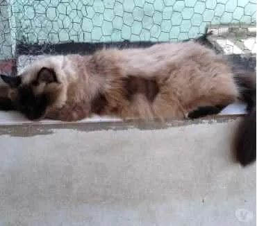 Gato ra a Siamesa  idade 2 anos nome Amanda linda gatinha