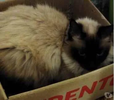 Gato ra a Siamesa  idade 2 anos nome Amanda linda gatinha