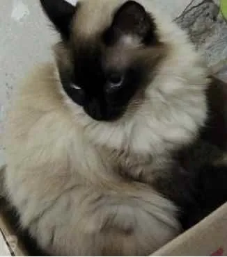 Gato ra a Siamesa  idade 2 anos nome Amanda linda gatinha