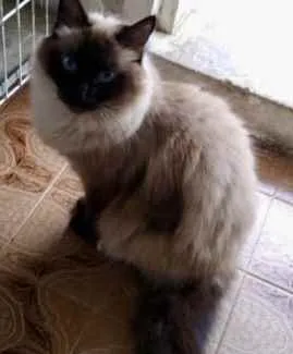 Gato ra a Siamesa  idade 2 anos nome Amanda linda gatinha