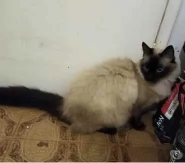 Gato ra a Siamesa  idade 2 anos nome Amanda linda gatinha