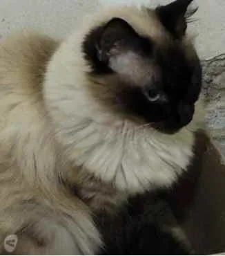 Gato ra a Siamesa  idade 2 anos nome Amanda linda gatinha