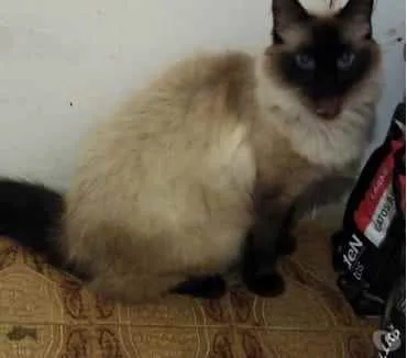 Gato ra a Siamesa  idade 2 anos nome Amanda linda gatinha