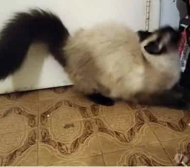 Gato ra a Siamesa  idade 2 anos nome Amanda linda gatinha