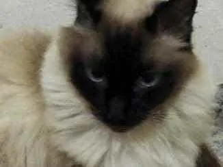 Gato ra a Siamesa  idade 2 anos nome Amanda linda gatinha