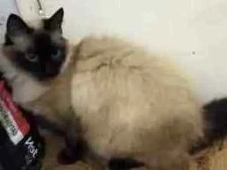 Gato ra a Siamesa  idade 2 anos nome Amanda linda gatinha