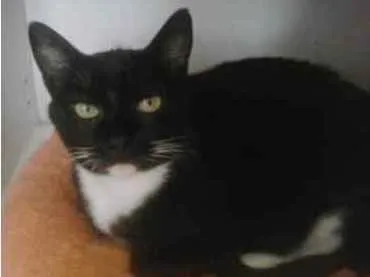 Gato ra a Srd idade 2 anos nome GIGI belíssima