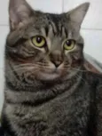 Tom gatinho lindo