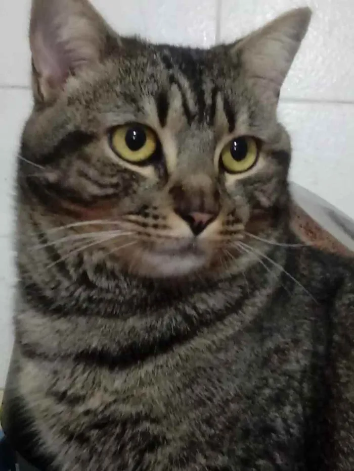 Gato ra a Srd idade 1 ano nome Tom gatinho lindo
