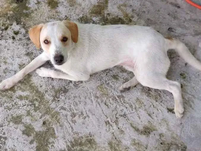 Cachorro ra a vira lata  idade 1 ano nome Branquelo