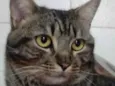 Tom gatinho lindo