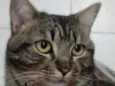 Tom gatinho lindo