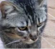 Tom gatinho lindo