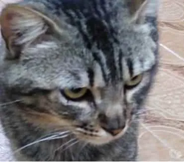 Gato ra a Srd idade 1 ano nome Tom gatinho lindo