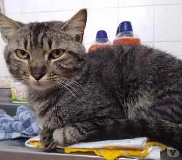 Gato ra a Srd idade 1 ano nome Tom gatinho lindo