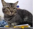 Tom gatinho lindo