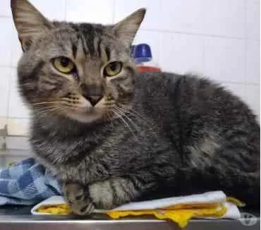 Gato ra a Srd idade 1 ano nome Tom gatinho lindo