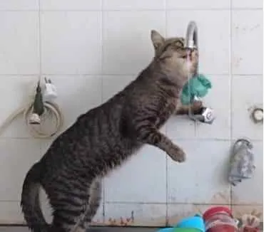 Gato ra a Srd idade 1 ano nome Tom gatinho lindo