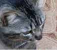 Tom gatinho lindo