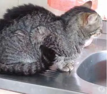 Gato ra a Srd idade 1 ano nome Tom gatinho lindo