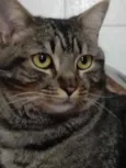 Tom gatinho lindo