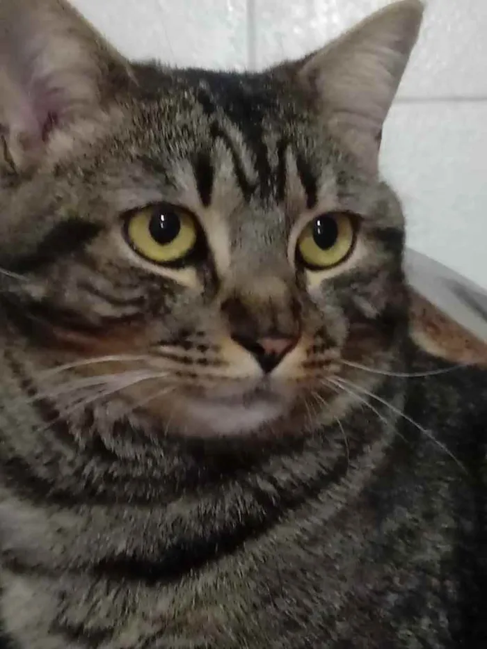 Gato ra a Srd idade 1 ano nome Tom gatinho lindo