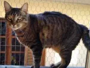 Gato ra a Srd  idade 2 anos nome Raja uma gracinha