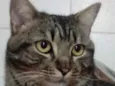 Tom gatinho lindo