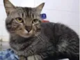 Tom gatinho lindo