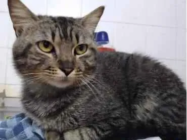 Gato ra a Srd idade 1 ano nome Tom gatinho lindo