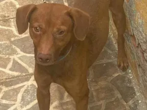 Cachorro raça Vira lata  idade 6 ou mais anos nome Marrom