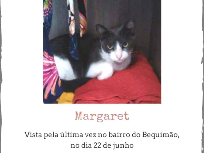 Gato ra a Indefinida idade 2 anos nome Margaret