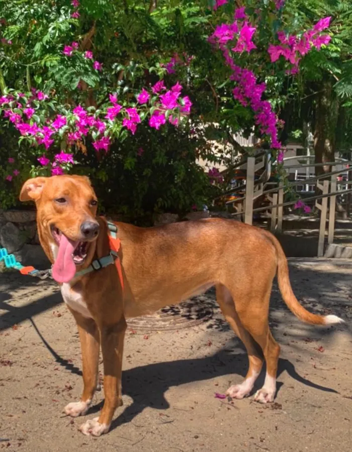 Cachorro ra a sem raça definida idade 1 ano nome Teresa (Tetê)
