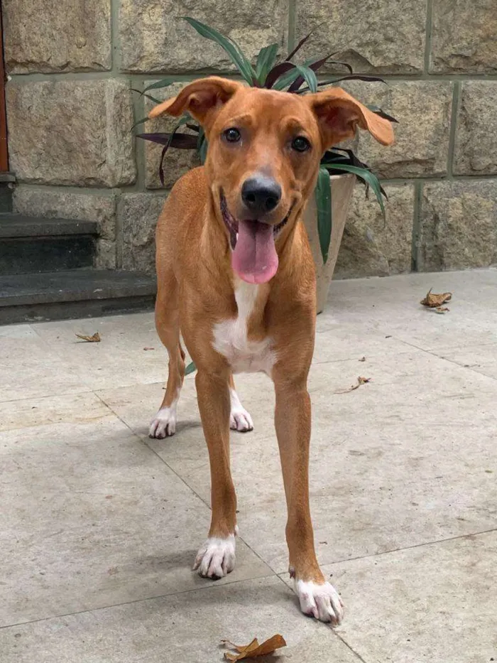 Cachorro ra a sem raça definida idade 1 ano nome Teresa (Tetê)