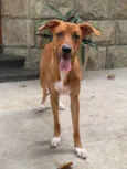 Teresa (Tetê)