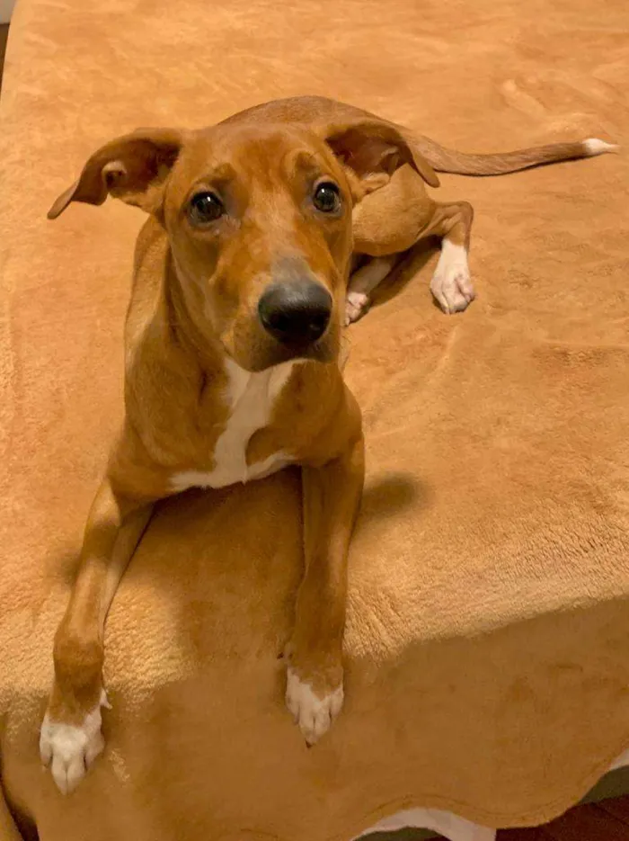 Cachorro ra a sem raça definida idade 1 ano nome Teresa (Tetê)