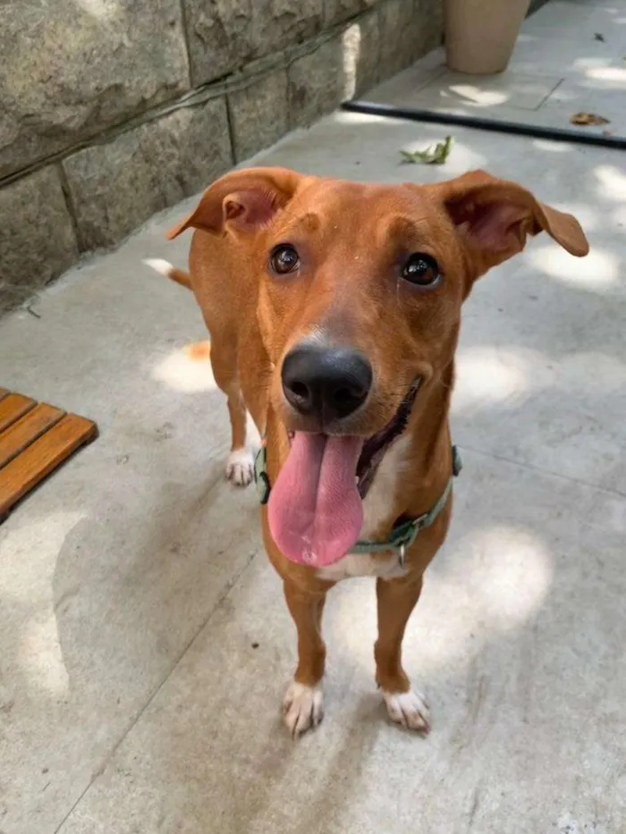 Cachorro ra a sem raça definida idade 1 ano nome Teresa (Tetê)