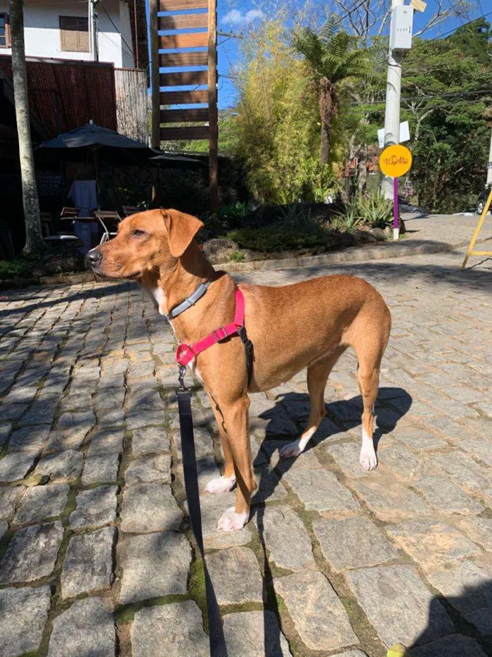 Cachorro ra a sem raça definida idade 1 ano nome Teresa (Tetê)